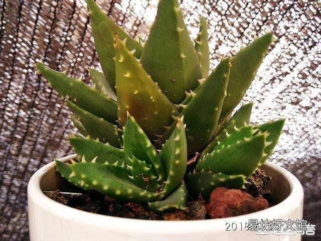 多肉怎么平安度夏？