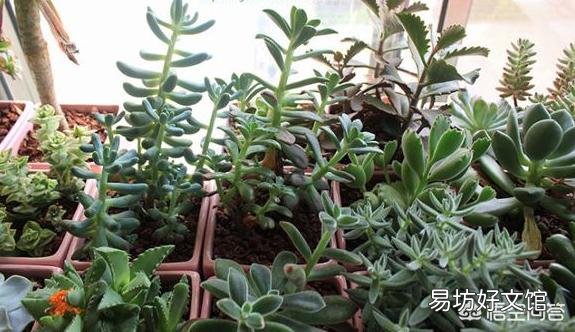 该如何避免多肉出现徒长?多肉出现徒长该如何解决?