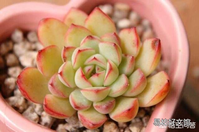 如何快速的培养出更多的多肉？