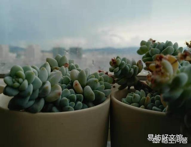 如何快速的培养出更多的多肉？