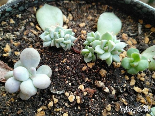 如何快速的培养出更多的多肉？