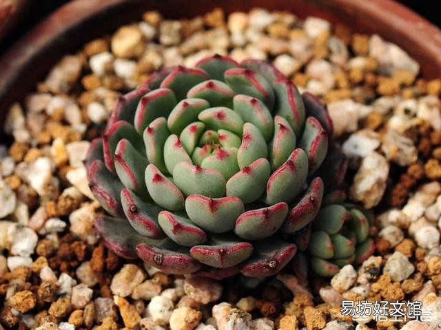 如何快速的培养出更多的多肉？