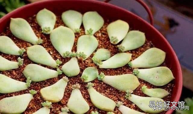 如何快速的培养出更多的多肉？