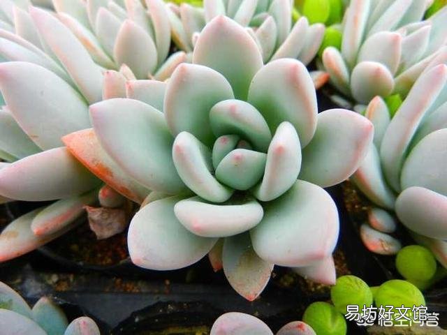 如何快速的培养出更多的多肉？