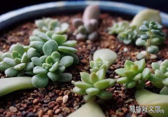 如何快速的培养出更多的多肉？