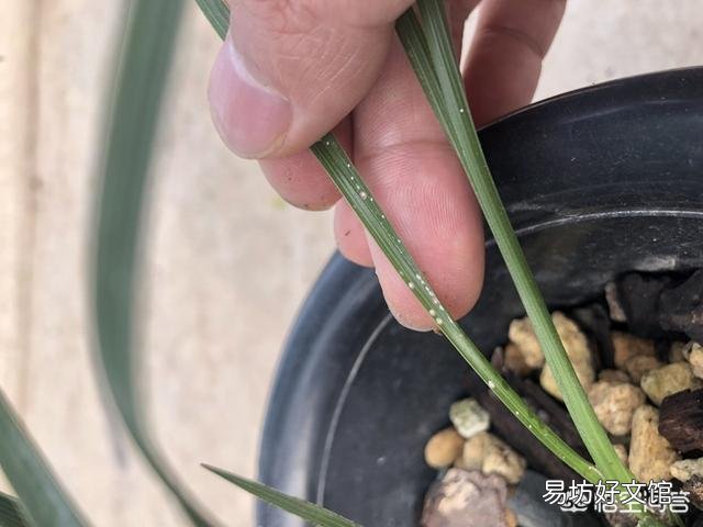 兰花介壳虫你是怎么处理掉的?