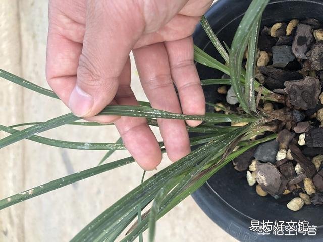 兰花介壳虫你是怎么处理掉的?