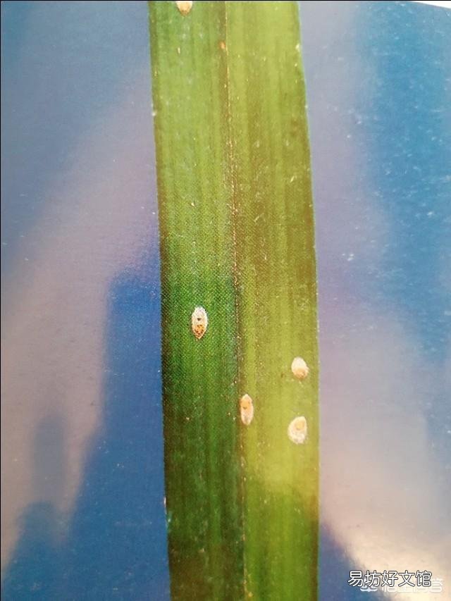兰花介壳虫你是怎么处理掉的?