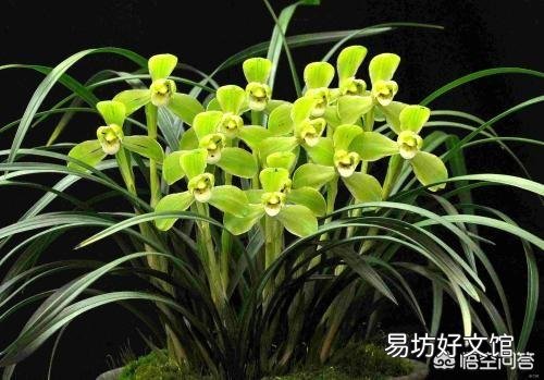兰花介壳虫你是怎么处理掉的?