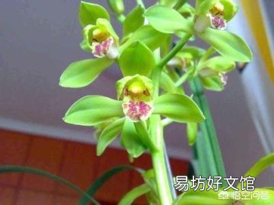 兰花介壳虫你是怎么处理掉的?