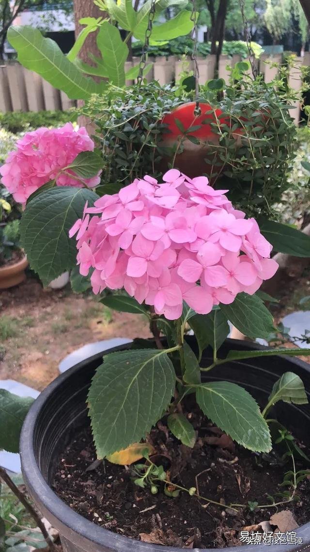 绣球的木质枝还要不要留着,都剪掉么?