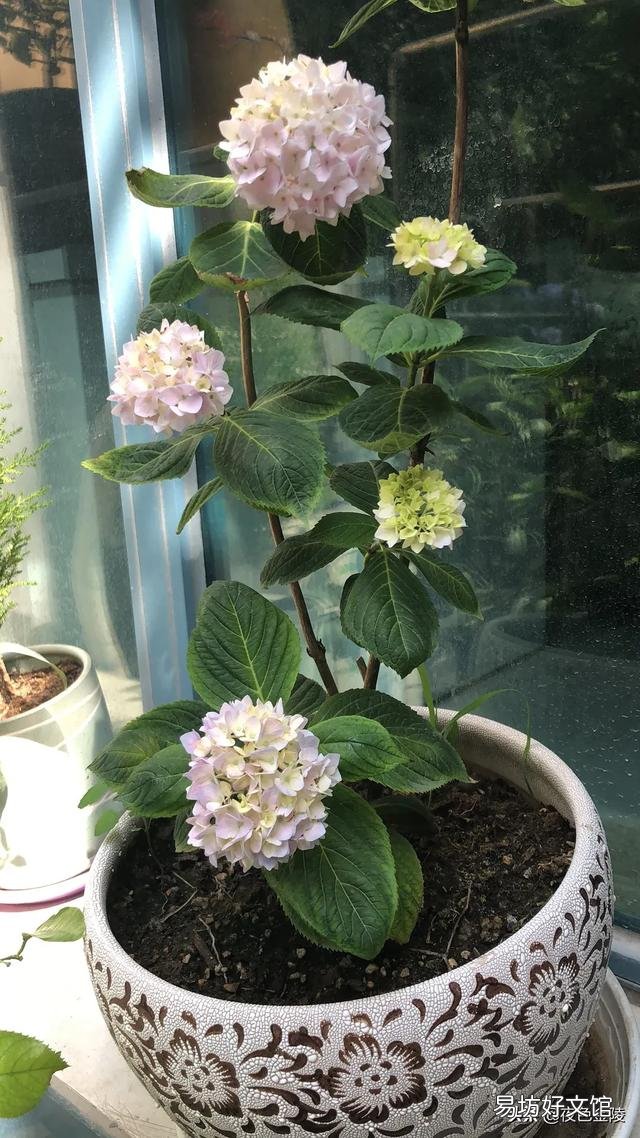 绣球的木质枝还要不要留着,都剪掉么?