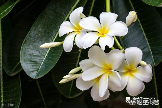 茉莉花夏天怎么养?