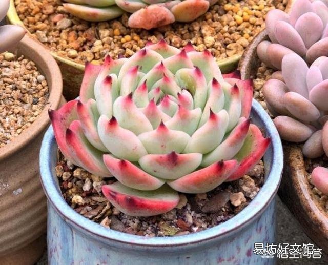 北方养花的土里可以搭配锯末吗?容易滋生细菌吗?