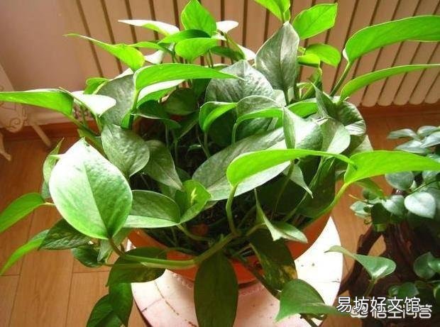 北方养花的土里可以搭配锯末吗?容易滋生细菌吗?
