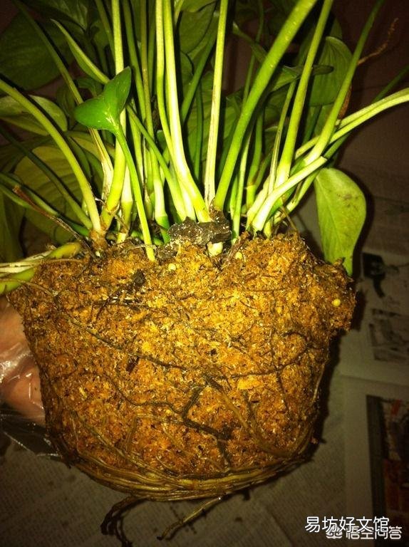 北方养花的土里可以搭配锯末吗?容易滋生细菌吗?