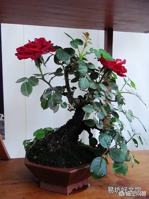 北方养花的土里可以搭配锯末吗?容易滋生细菌吗?