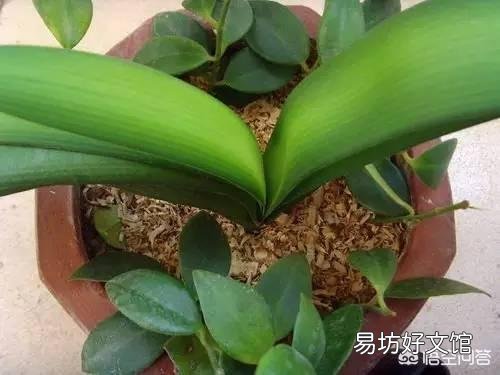 北方养花的土里可以搭配锯末吗?容易滋生细菌吗?