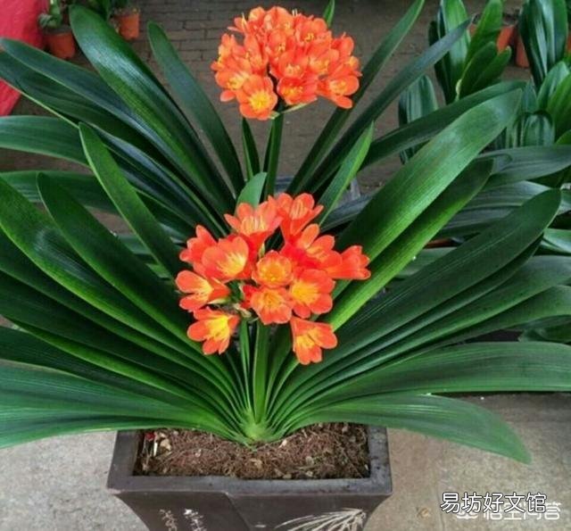 北方养花的土里可以搭配锯末吗?容易滋生细菌吗?