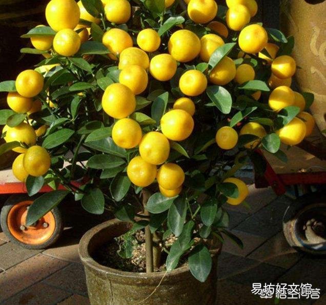 这个盆栽金桔是怎么了？叶子发黄？请看下图？