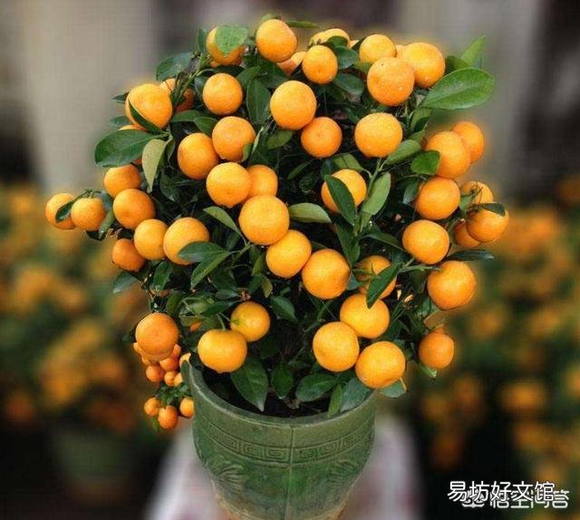 这个盆栽金桔是怎么了？叶子发黄？请看下图？