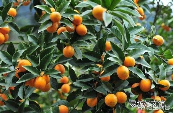这个盆栽金桔是怎么了？叶子发黄？请看下图？