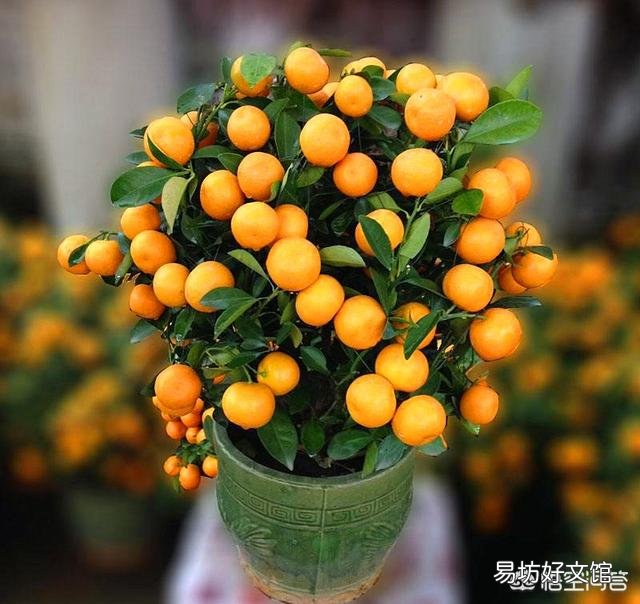这个盆栽金桔是怎么了？叶子发黄？请看下图？
