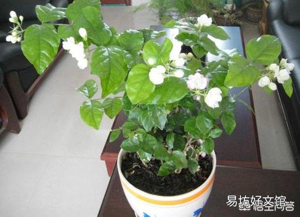 适合种阳台耐高温还开花的花卉有哪些?