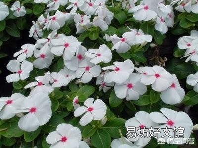 适合种阳台耐高温还开花的花卉有哪些?
