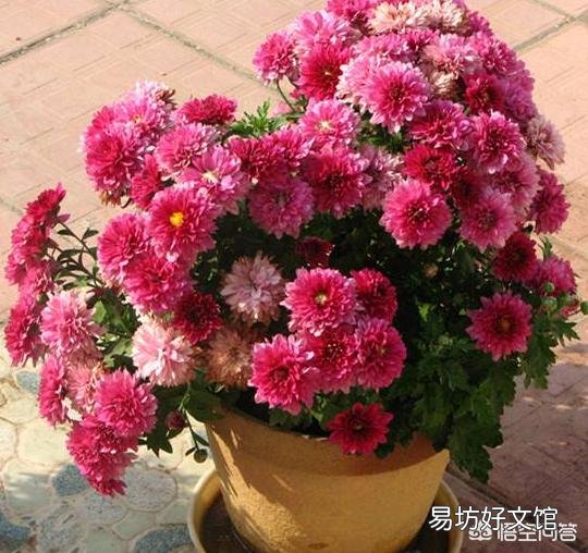 适合种阳台耐高温还开花的花卉有哪些?