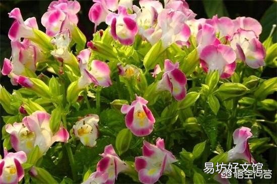 适合种阳台耐高温还开花的花卉有哪些?