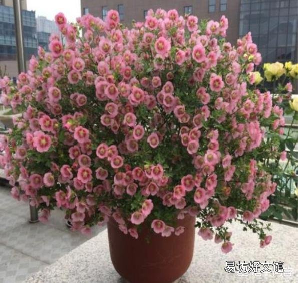 适合种阳台耐高温还开花的花卉有哪些?