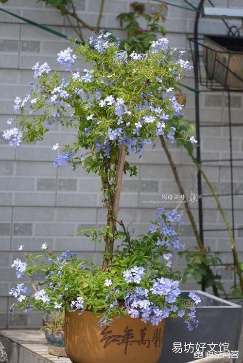 适合种阳台耐高温还开花的花卉有哪些?
