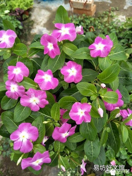 适合种阳台耐高温还开花的花卉有哪些?