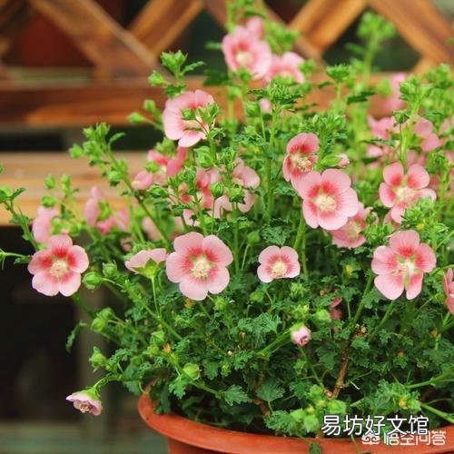 适合种阳台耐高温还开花的花卉有哪些?