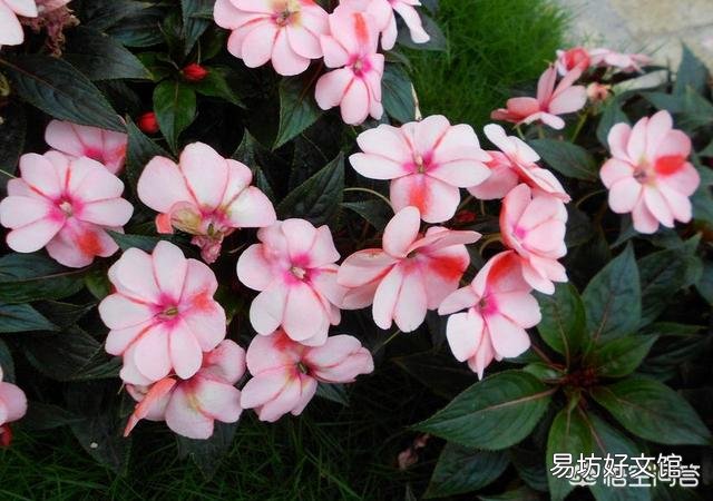 适合种阳台耐高温还开花的花卉有哪些?