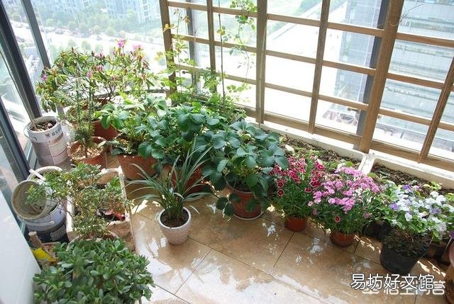 适合种阳台耐高温还开花的花卉有哪些?