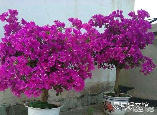 适合种阳台耐高温还开花的花卉有哪些?