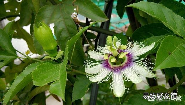 适合种阳台耐高温还开花的花卉有哪些?