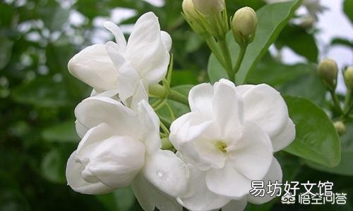 适合种阳台耐高温还开花的花卉有哪些?