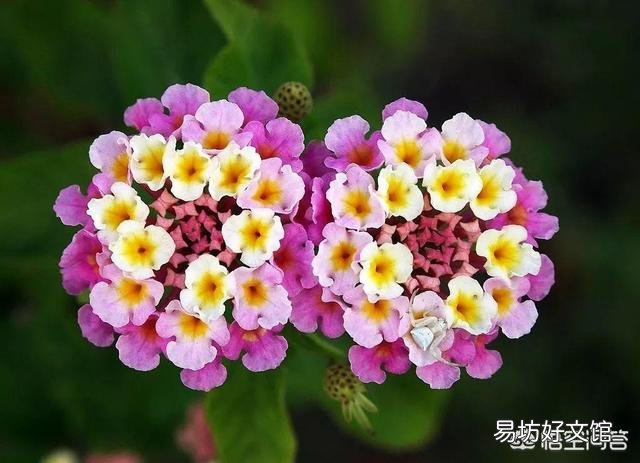 适合种阳台耐高温还开花的花卉有哪些?