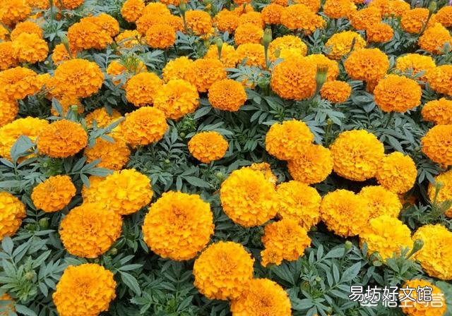彩菊扦插如何打头?