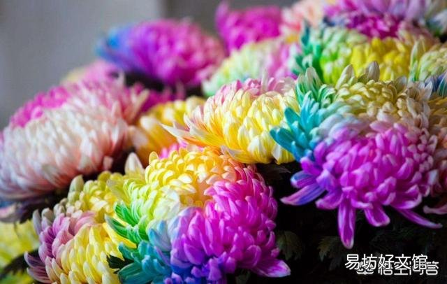 彩菊扦插如何打头?