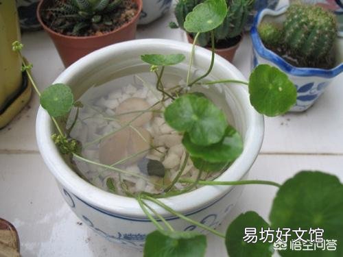 铜钱草日常如何养护?能分盆吗?