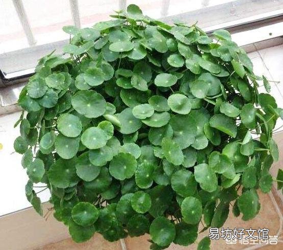 铜钱草日常如何养护?能分盆吗?