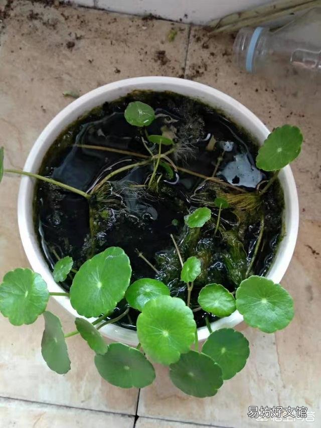 铜钱草日常如何养护?能分盆吗?