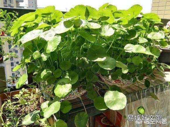 铜钱草日常如何养护?能分盆吗?