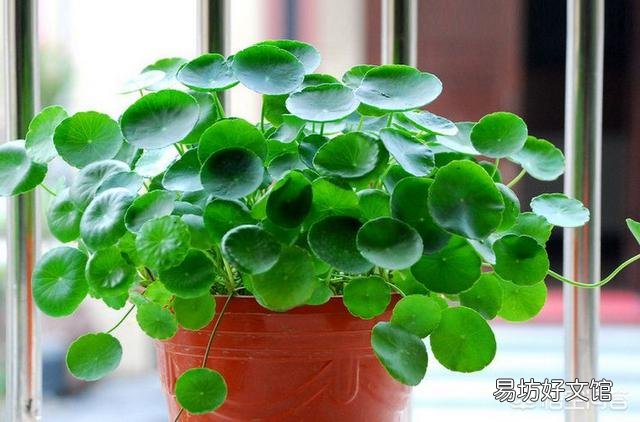 铜钱草日常如何养护?能分盆吗?