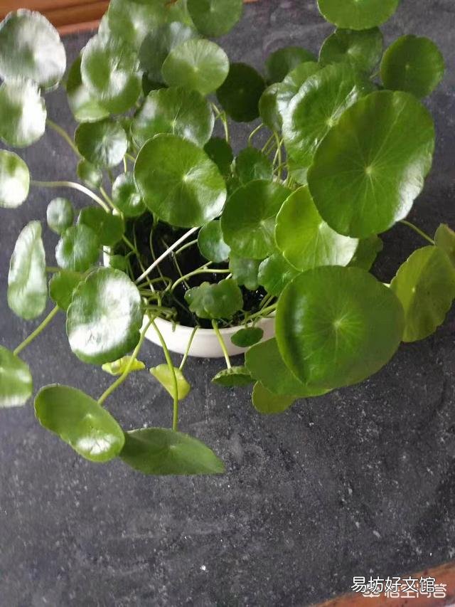 铜钱草日常如何养护?能分盆吗?