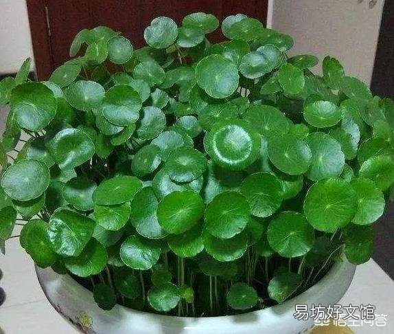 铜钱草日常如何养护?能分盆吗?